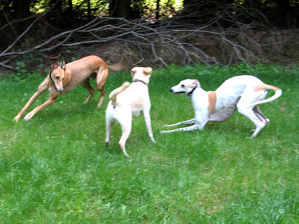 Greyhounds mit Nala