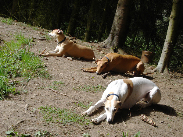 3 Greyhounds am Teich im Wald