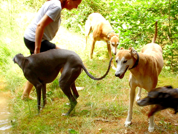 Natascha mit Greyhounds