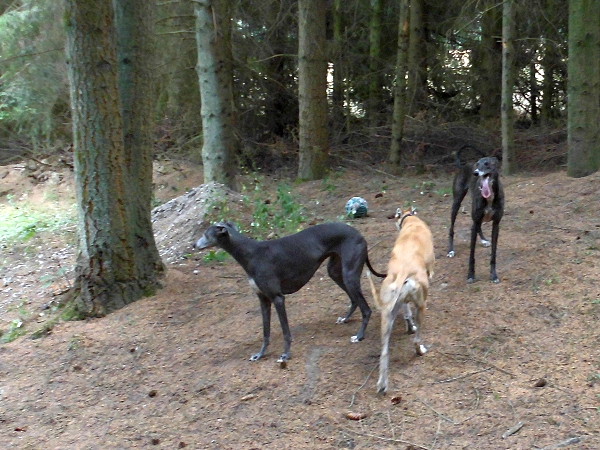Greyhounds im Wald