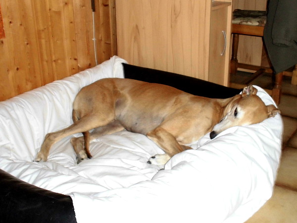 Müder Greyhound