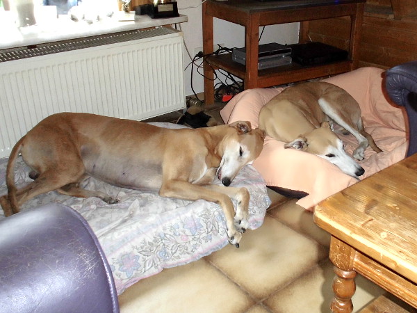 müde Greyhounds